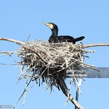 Attēlu rezultāti vaicājumam “Phalacrocorax carbo nest”