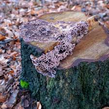 Attēlu rezultāti vaicājumam “Chondrostereum purpureum”