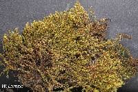 Attēlu rezultāti vaicājumam “Bryum pseudotriquetrum”