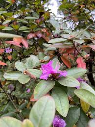 Attēlu rezultāti vaicājumam “rhododendron”