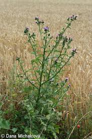 Attēlu rezultāti vaicājumam “Carduus crispus leaf”