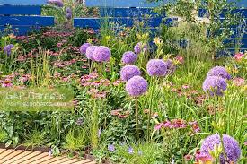 Attēlu rezultāti vaicājumam “Betula pendula flower”