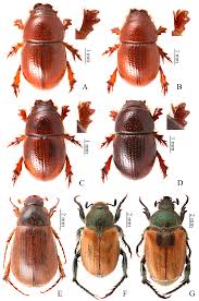 Attēlu rezultāti vaicājumam “Aphodius sp. imago”