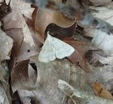 Attēlu rezultāti vaicājumam “Cabera pusaria male”