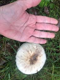 Attēlu rezultāti vaicājumam “Phleogena faginea young”