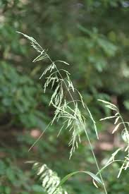 Attēlu rezultāti vaicājumam “Cinna latifolia”