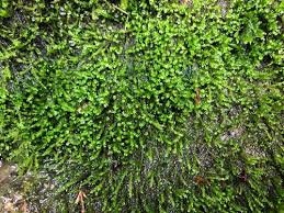 Attēlu rezultāti vaicājumam “Hygroamblystegium humile”