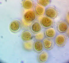 Attēlu rezultāti vaicājumam “Enteridium liceoides”