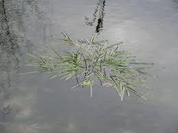 Attēlu rezultāti vaicājumam “Potamogeton compressus”