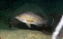 Image result for Epinephelus adscensionis