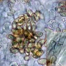 Attēlu rezultāti vaicājumam “Crepidotus versutus”