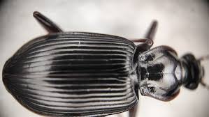 Attēlu rezultāti vaicājumam “Limodromus assimilis”