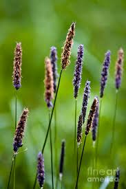 Attēlu rezultāti vaicājumam “Alopecurus pratensis flower”