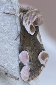 Attēlu rezultāti vaicājumam “Thyatira batis imago”