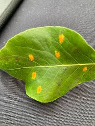 Attēlu rezultāti vaicājumam “Gymnosporangium sabinae”