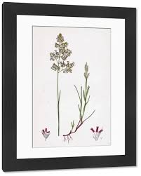 Attēlu rezultāti vaicājumam “Corynephorus canescens”