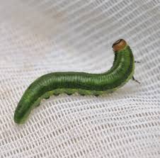 Attēlu rezultāti vaicājumam “Gilpinia”