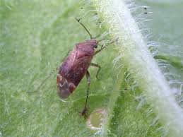 Attēlu rezultāti vaicājumam “Psallus sp.”