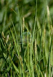 Attēlu rezultāti vaicājumam “Carex loliacea”