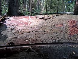 Attēlu rezultāti vaicājumam “Griselda ustomaculana”