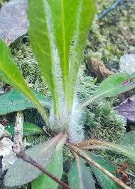 Image result for Hieracium pilosella