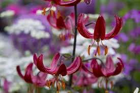 Attēlu rezultāti vaicājumam “Lilium martagon flower”