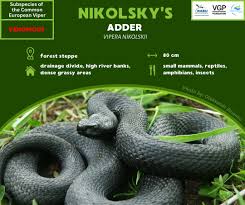 Attēlu rezultāti vaicājumam “Vipera berus”