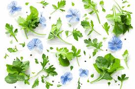 Attēlu rezultāti vaicājumam “Veronica filiformis”