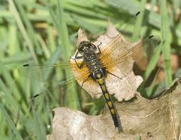 Attēlu rezultāti vaicājumam “Leucorrhinia rubicunda”