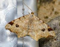 Attēlu rezultāti vaicājumam “Macaria notata”