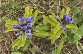 Attēlu rezultāti vaicājumam “Gentiana cruciata bud”