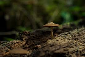 Attēlu rezultāti vaicājumam “Psathyrella sp.”