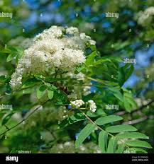 Attēlu rezultāti vaicājumam “Sorbus aucuparia flower”