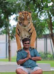 Image result for BERKSHIRE TIGERS THAI