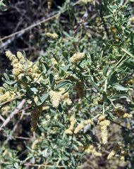Attēlu rezultāti vaicājumam “Atriplex calotheca”