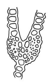 Attēlu rezultāti vaicājumam “Fissidens taxifolius”