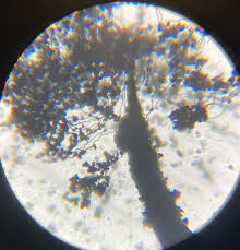 Attēlu rezultāti vaicājumam “Enerthenema papillatum macro”