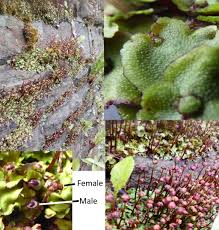 Attēlu rezultāti vaicājumam “Preissia quadrata”