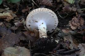 Attēlu rezultāti vaicājumam “Lycogala asperum”