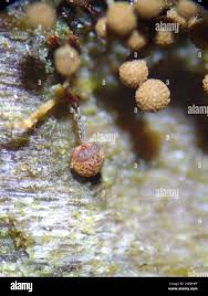 Attēlu rezultāti vaicājumam “Cribraria vulgaris”