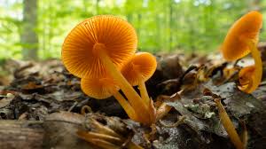 Attēlu rezultāti vaicājumam “Mycena viscosa”