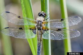 Attēlu rezultāti vaicājumam “Libellula quadrimaculata larva”