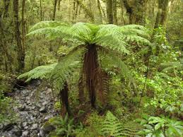 Attēlu rezultāti vaicājumam “Weissia squarrosa”