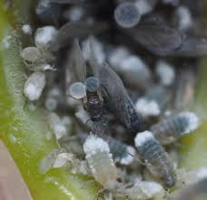 Attēlu rezultāti vaicājumam “Pemphigus borealis”