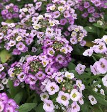 Image result for Alyssum diffusum