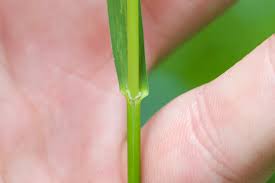 Attēlu rezultāti vaicājumam “Glyceria striata leaf”