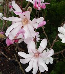 Attēlu rezultāti vaicājumam “Magnolia x loebneri flower”