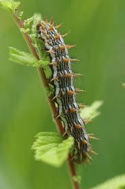 Attēlu rezultāti vaicājumam “Brenthis daphne underside”