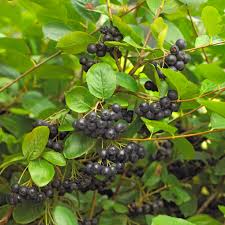 Attēlu rezultāti vaicājumam “Aronia melanocarpa fruit”