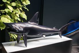 Image result for Sphyrna corona